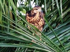 Buteogallus