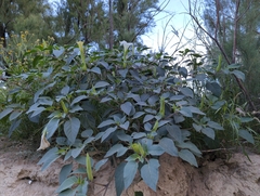 Datura