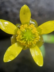 Ranunculus glabrifolius