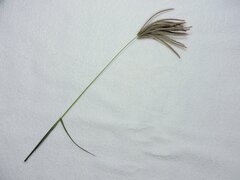 Chloris virgata