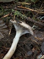 Gomphidius glutinosus