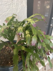 Schlumbergera