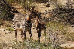 Equus zebra zebra