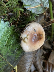 Gomphidius glutinosus