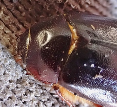 Phyllophaga
