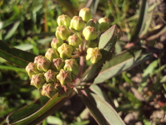 Asclepias mellodora