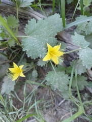 Eucnide bartonioides