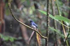 Cyornis pallidipes