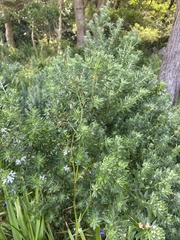 Westringia fruticosa