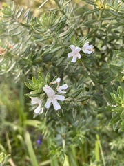 Westringia fruticosa