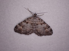 Xanthorhoe