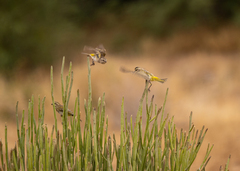 Crithagra albogularis