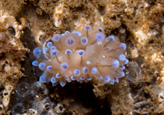 Antiopella cristata