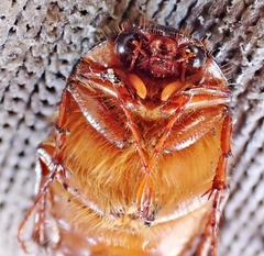 Phyllophaga