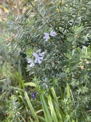 Westringia fruticosa