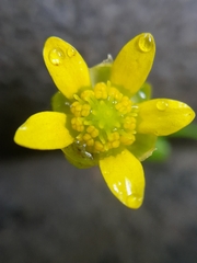 Ranunculus glabrifolius