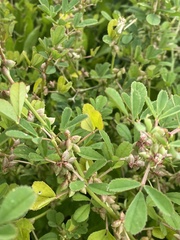 Melilotus messanensis