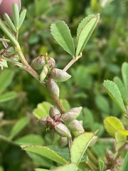 Melilotus messanensis