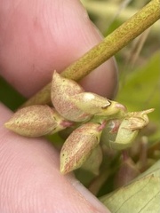 Melilotus messanensis