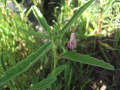 Pavonia distinguenda