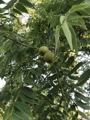 Juglans nigra