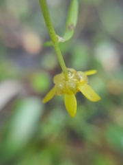 Ranunculus glabrifolius