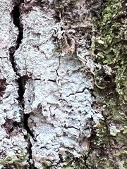 Lepraria finkii