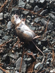 Peromyscus