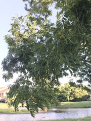 Juglans nigra