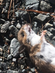Peromyscus