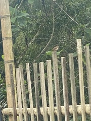 Turdus maculirostris