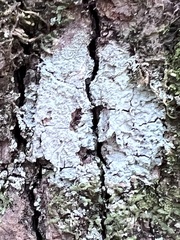 Lepraria finkii