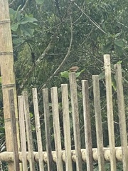 Turdus maculirostris