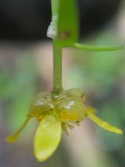 Ranunculus glabrifolius