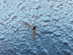 Mischoderus annuliferus