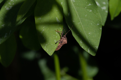 Anasa scorbutica