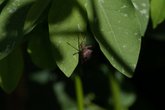 Anasa scorbutica