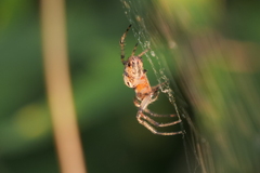 Alpaida veniliae