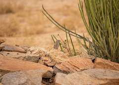 Crithagra albogularis