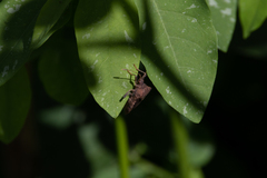 Anasa scorbutica
