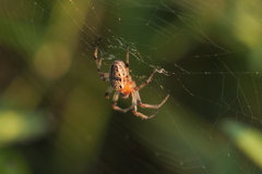 Alpaida veniliae