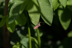 Anasa scorbutica