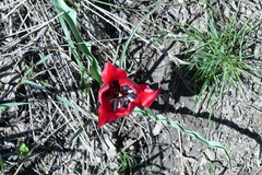 Tulipa