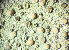 Lecanora strobilina