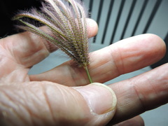 Chloris virgata