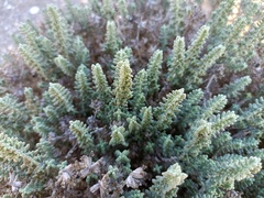Teucrium charidemi