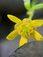 Ranunculus glabrifolius