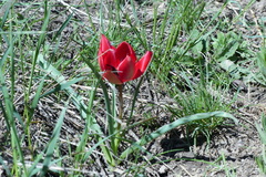 Tulipa