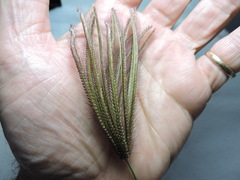 Chloris virgata