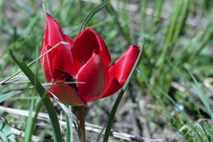 Tulipa